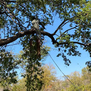 Leopard Bait Zimbabwe