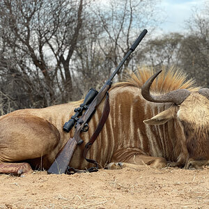 Golden Wildebeest Hunting