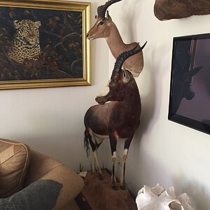 Blesbok Full Mount & Impala Shoulder Mount Taxidermy