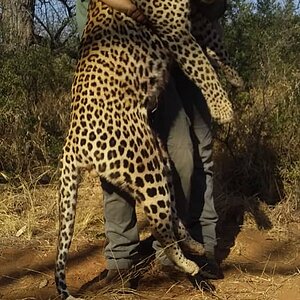 Leopard Hunt Botswana