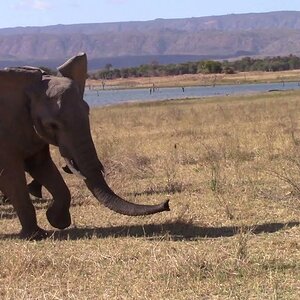 Elephant Cows Circling Babies