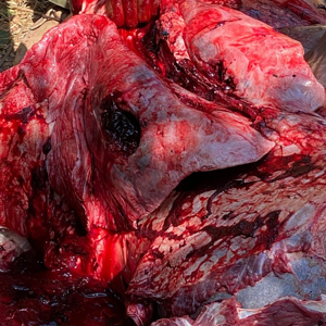 Buffalo Hunt Entrance Wound Lungs Zimbabwe