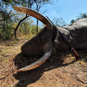 Elephant Hunting Zimbabwe