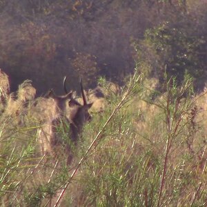 Waterbuck Betwwen The Reeds Ume River Zimbabwe