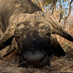 Buffalo Hunt Zimbabwe