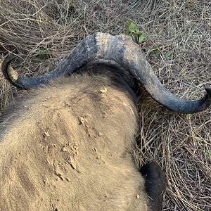 Buffalo Hunt Zimbabwe