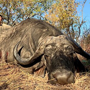 Buffalo Hunt Zimbabwe