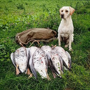 Geese Hunt Northern Isles of Scotland