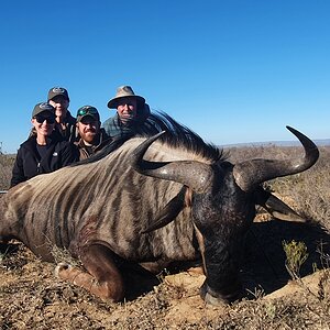 Blue Wildebeest Hunting South Africa