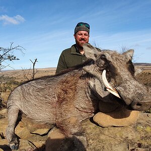 Warthog Hunting South Africa