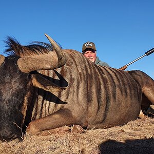 Blue Wildebeest Hunting South Africa