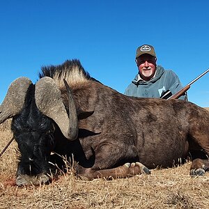 Black Wildebeest Hunting South Africa