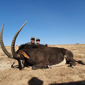 Sable Hunting South Africa