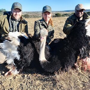 Ostrich Hunting South Africa