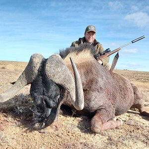 Black Wildebeest Hunting South Africa