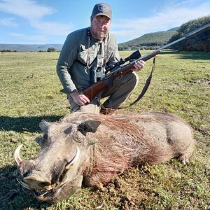 Warthog Hunting South Africa