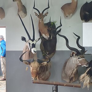 Taxidermist