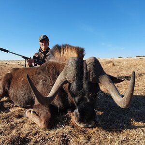 Black Wildebeest Hunt South Africa