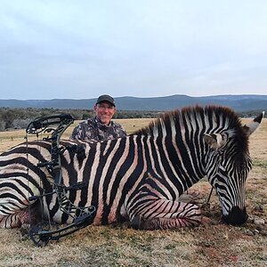 Zebra Hunt South Africa