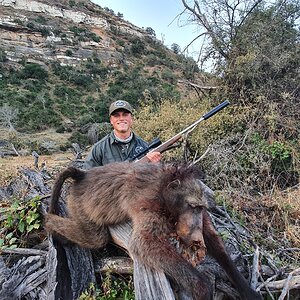 Baboon Hunt South Africa