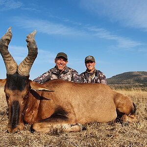 Red Hartebeest Hunt South Africa