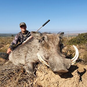 Warthog Hunt South Africa