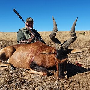 Red Hartebeest Hunt South Africa