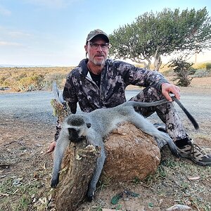 Vervet Monkey Hunt South Africa