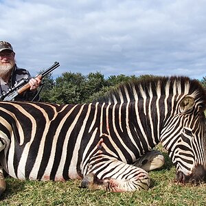 Zebra Hunt South Africa