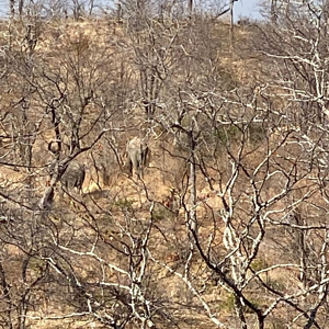 Elephants Zimbabwe