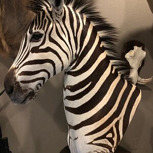 Zebra Pedestal Mount Taxidermy