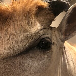 Eland Shoulder Mount Close Up Taxidermy