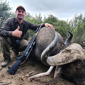 Buffalo Hunt South Africa