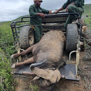 Buffalo Hunt South Africa