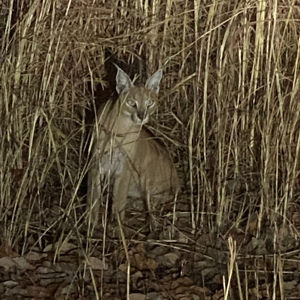 Caracal Zimbabwe