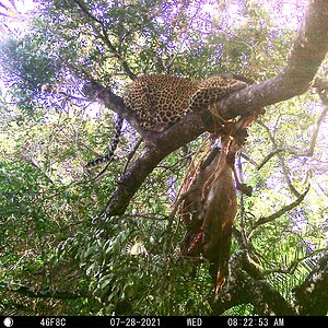 Leopard Trail Cam