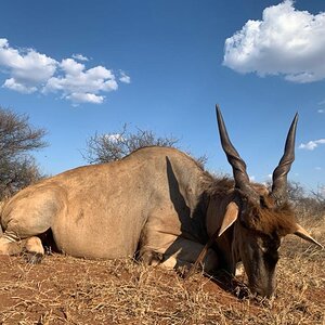 Eland Hunting South Africa