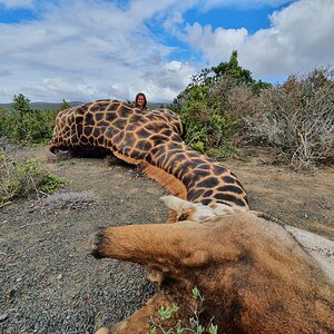 Giraffe Hunting South Africa