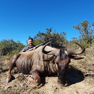 Blue Wildebeest Hunting South Africa