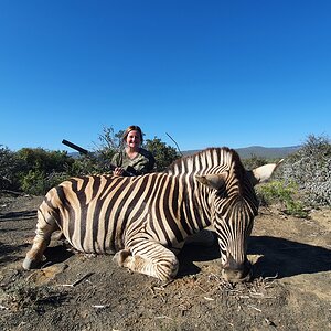 Burchell's Plain Zebra Hunting South Africa