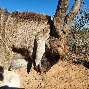 Eland Hunting South Africa