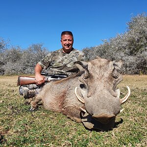 Warthog Hunting South Africa