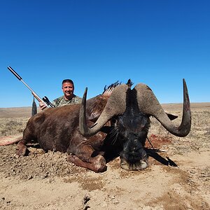 Black Wildebeest Hunting South Africa