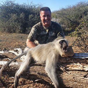 Vervet Monkey Hunting South Africa