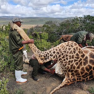 Giraffe Skinning & Butchering South Africa