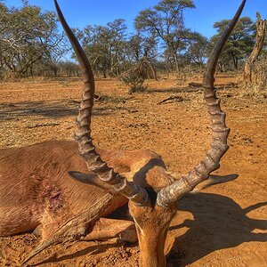 Impala Hunt South Africa