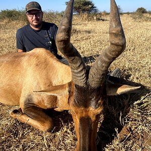 Red Hartebeest Hunt South Africa