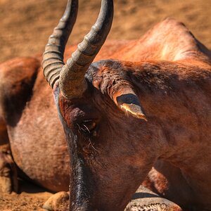 Tsessebe Hunt South Africa