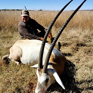 Scimitar Oryx Hunt South Africa