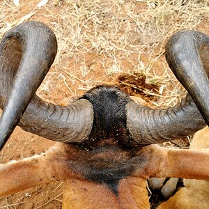 Red Hartebeest Hunt South Africa